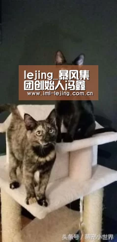 lejing_暴风集团创始人冯鑫因涉嫌犯罪被公安机关采取强制措施(图2) lejing_暴风集团创始人冯鑫因涉嫌犯罪被公安机关采取强制措施(图2)